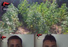 Cittanova – rinvenimento piantagione marijuana, due arresti