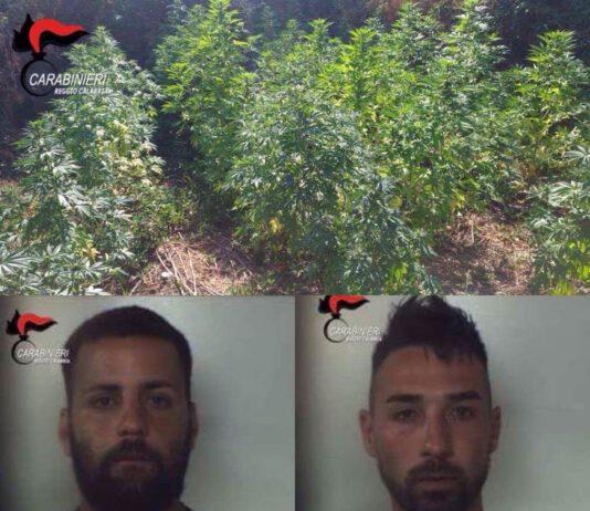 Cittanova – rinvenimento piantagione marijuana, due arresti