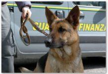 Scoperti due turisti con marijuana grazie a cani antidroga