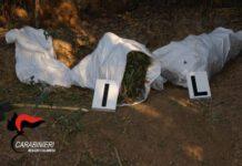Focus Ndrangheta- circa 1000 piante di canapa indiana rinvenute e 25 kg di marijuana repertata
