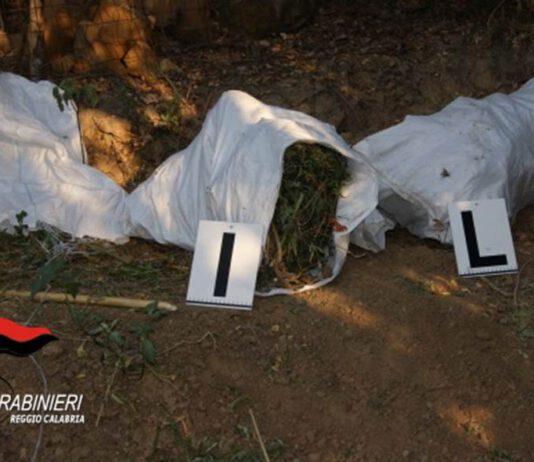 Focus Ndrangheta- circa 1000 piante di canapa indiana rinvenute e 25 kg di marijuana repertata