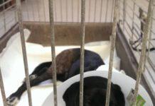 Reggio Calabria, Riso (La Foresta che Avanza): “Una gara d’aiuto per l’ennesimo randagio morente lasciato solo da istituzioni e Asp”