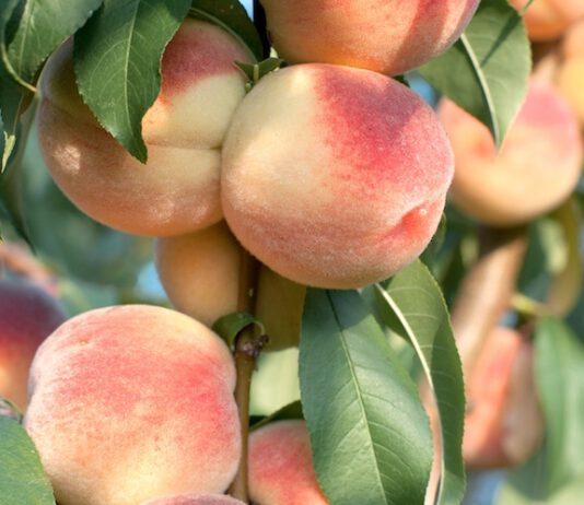 Furto pesche in frutteto- arrestati madre e figlio