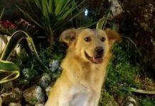 Calabria- ancora animali torturati, cane impiccato