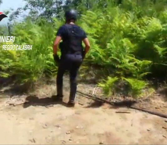 Rinvenuta piantagione marijuana a Delianuova