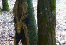 Orrore in Calabria, un altro cane impiccato