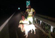 Labrador soccorso in autostrada vicino svincolo Gioia Tauro