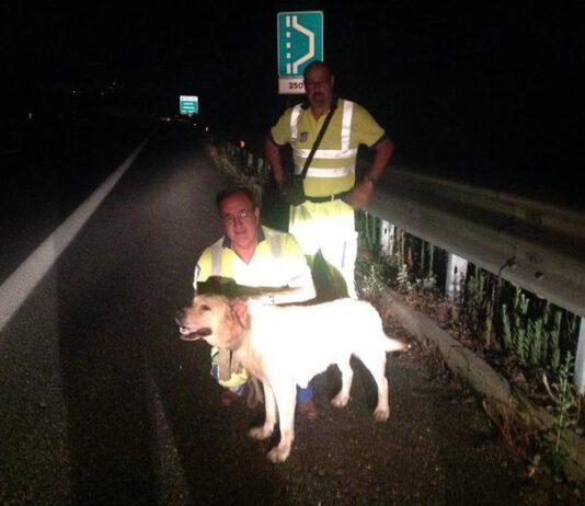 Labrador soccorso in autostrada vicino svincolo Gioia Tauro