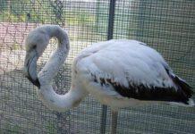 Salvato sulle spiagge reggine giovane esemplare di fenicottero