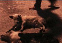 Ancora torture su animali, cani e gatti avvelenati ad Anoia