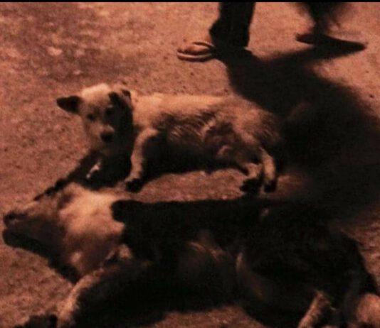 Ancora torture su animali, cani e gatti avvelenati ad Anoia