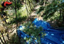 Scoperta piantagione di canapa dal valore di 600 mila euro