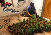 Rosarno, rinvenuta droga in stabile abbandonato