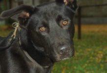 Orrore in Calabria- un altro cane trovato impiccato