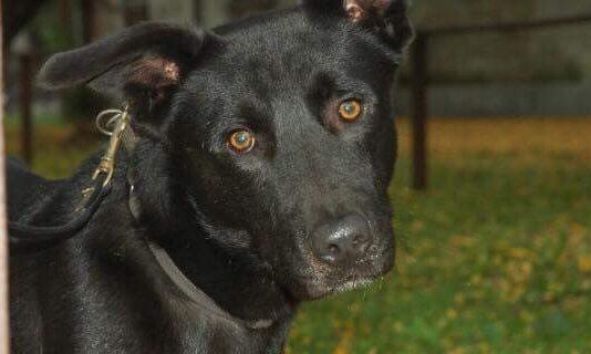 Orrore in Calabria- un altro cane trovato impiccato