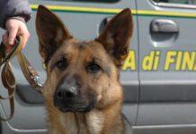 In auto marijuana, a casa piantagione- denunciato 20enne