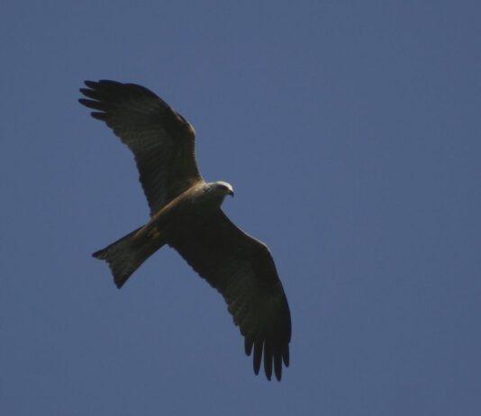 Il Nibbio Bruno sull’Aspromonte, un migratore atteso
