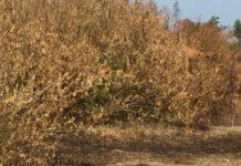 Rosarno, l’opposizione: parco archeologico abbandonato e incendiato! Vergogna senza limiti