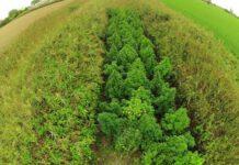 Scoperte e sequestrate 4 piantagioni nel vibonese