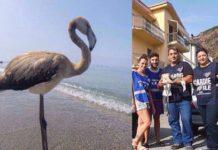 Fenicottero rosa perde orientamento e finisce su spiagge calabresi- soccorso