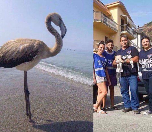 Fenicottero rosa perde orientamento e finisce su spiagge calabresi- soccorso