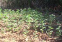 Carabinieri- intervengono per incendio e scoprono piantagione marijuana