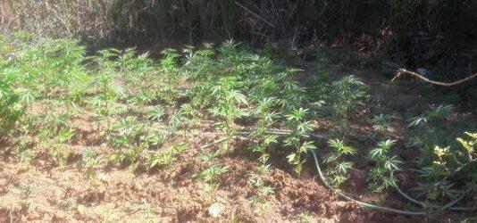 Carabinieri- intervengono per incendio e scoprono piantagione marijuana