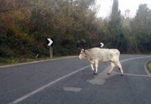 Pd Galimi e Laruffa su vacche sacre:”Vera e propria invasione di animali che causano incidenti”