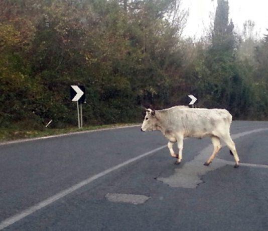 Pd Galimi e Laruffa su vacche sacre:”Vera e propria invasione di animali che causano incidenti”