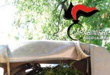 Rizziconi- scoperta piantagione di marijuana