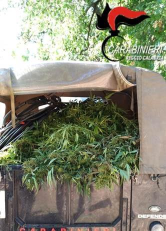 Rizziconi- scoperta piantagione di marijuana