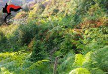 Rinvenuta piantagione di marijuana