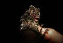 Parco Aspromonte: la conferma – specie rare di pipistrelli certificano la qualità dell’area protetta