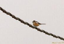 Eccezionale avvistamento in Aspromonte: per la prima volta in Italia fotografata l’Averla mascherata