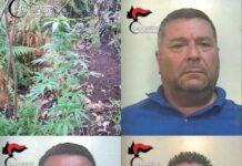 Piantagione di marijuana scoperta nel reggino- arrestati padre e figli