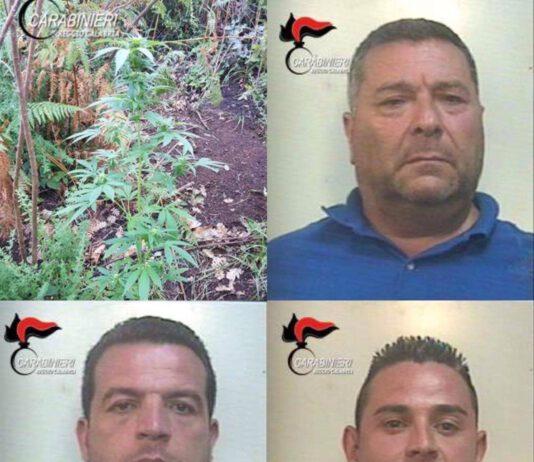 Piantagione di marijuana scoperta nel reggino- arrestati padre e figli