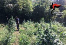 Un’altra piantagione di marijuana rinvenuta nel reggino