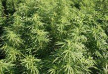 Rinvenuta piantagione di marijuana