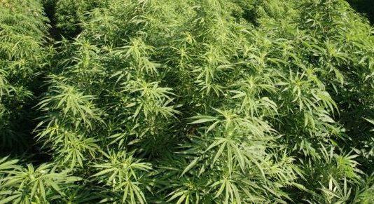 Rinvenuta piantagione di marijuana
