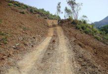 Realizza strada in area bosco vincolata-denunciato