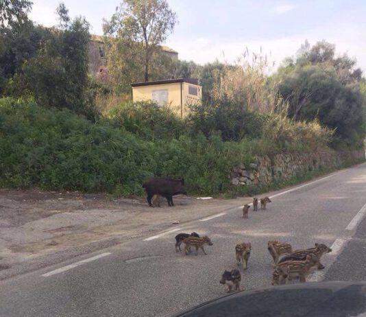 Molinaro: chiede l’approvazione di uno stralcio del Piano Faunistico Venatorio per delimitare le zone non vocate