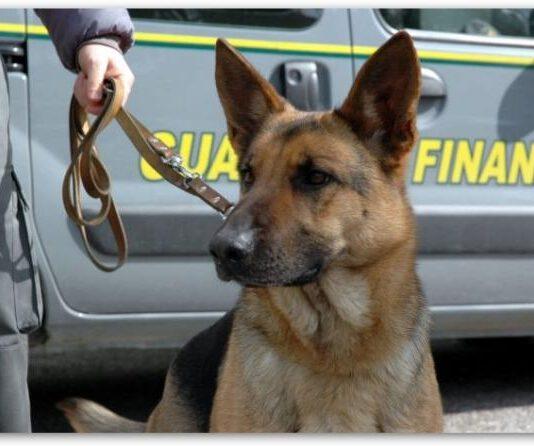 Scoperta piantagione da 2500 piante di cannabis. Valore 5 milioni di euro