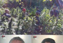 Focus ndrangheta- tre persone arrestate, una denunciata e una piantagione