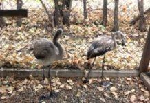 Fenicotteri soccorsi su spiagge calabresi- presto rimessi in libertà