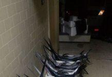 Gioia Tauro- sequestrati 76 kg di pesce spada non idoneo al consumo umano