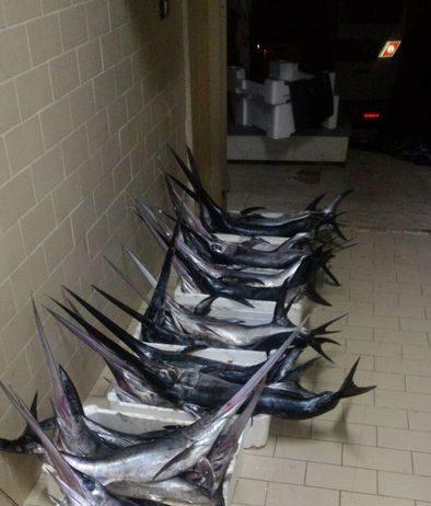 Gioia Tauro- sequestrati 76 kg di pesce spada non idoneo al consumo umano
