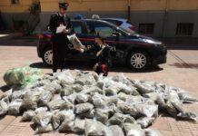 Carabinieri Palmi-Arrestati coniugi- trovati con 150kg di marijuana