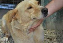 Orrore in Calabria- cane ucciso da colpi di pistola