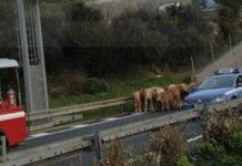 Mucca in autostrada causa incidente- 4 mezzi coinvolti