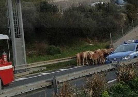 Mucca in autostrada causa incidente- 4 mezzi coinvolti